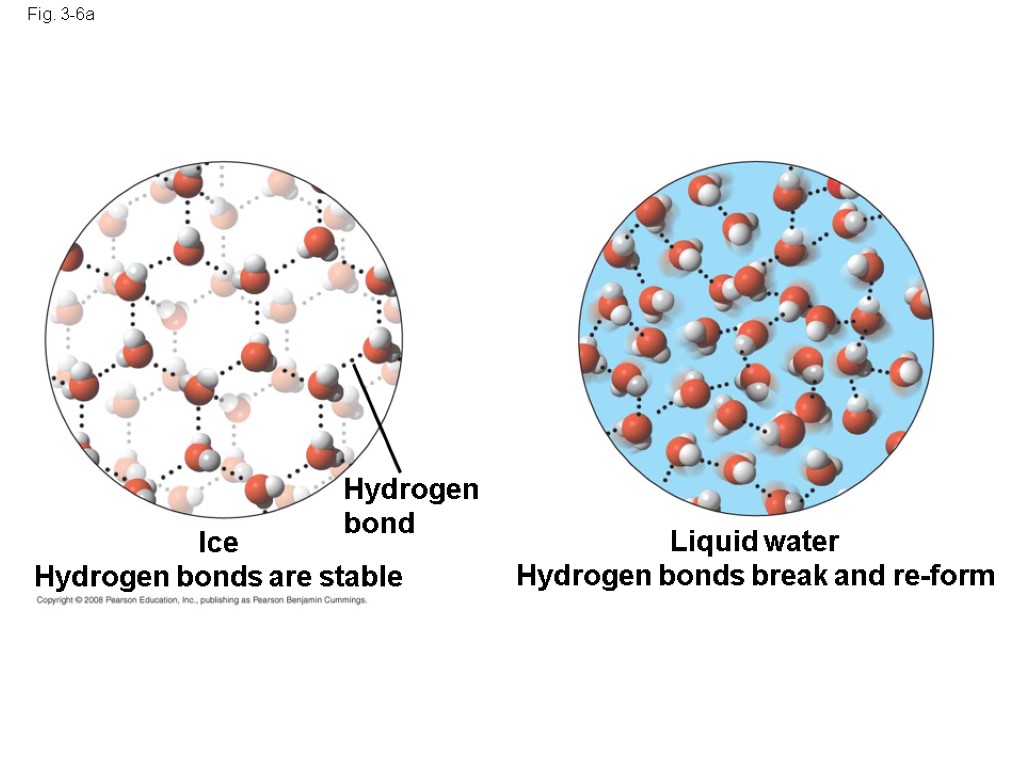 Fig. 3-6a Hydrogen bond Liquid water Hydrogen bonds break and re-form Ice Hydrogen bonds